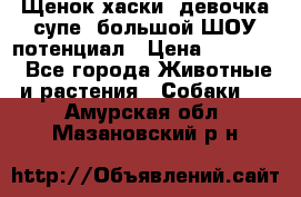 Щенок хаски, девочка супе, большой ШОУ потенциал › Цена ­ 50 000 - Все города Животные и растения » Собаки   . Амурская обл.,Мазановский р-н